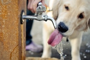 dog drinking water